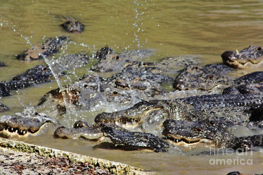 Everglades National Park Photograph - Feeding Time 1 by Chuck Hicks