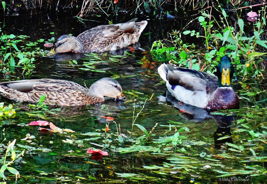 Feeding time at duck pond Photograph by Mikki Cucuzzo