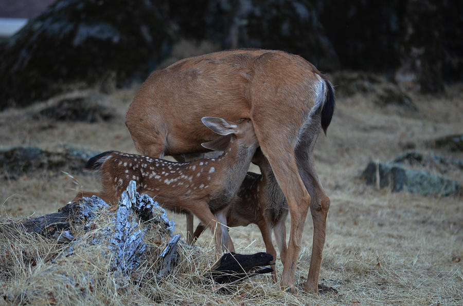 Feeding time Photograph by Dick Hudson