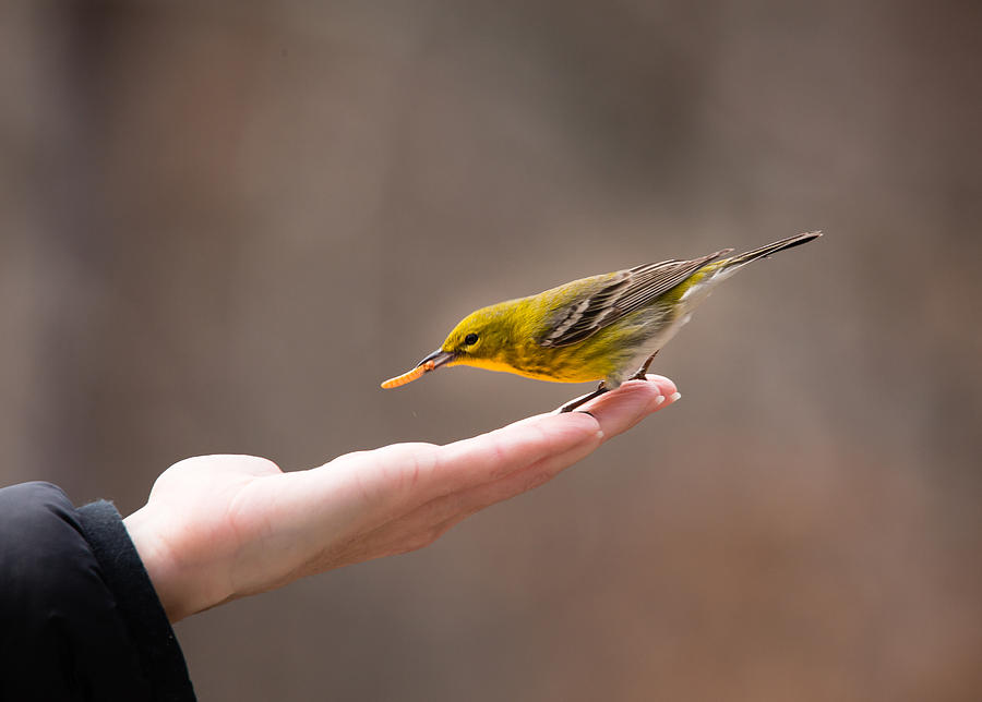 Feeding Time - Pine Warbler Photograph by Christy and Bruce Cox
