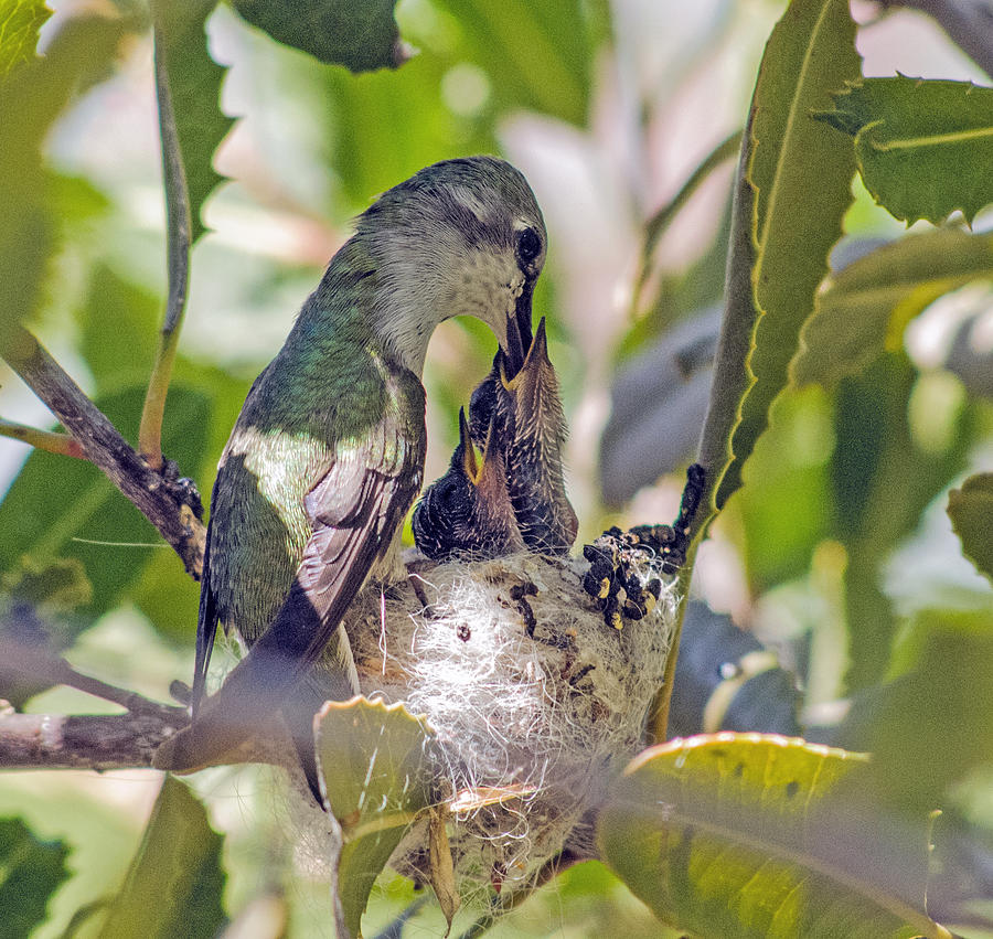 Hummingbird Photograph - Feeding Time by Tam Ryan