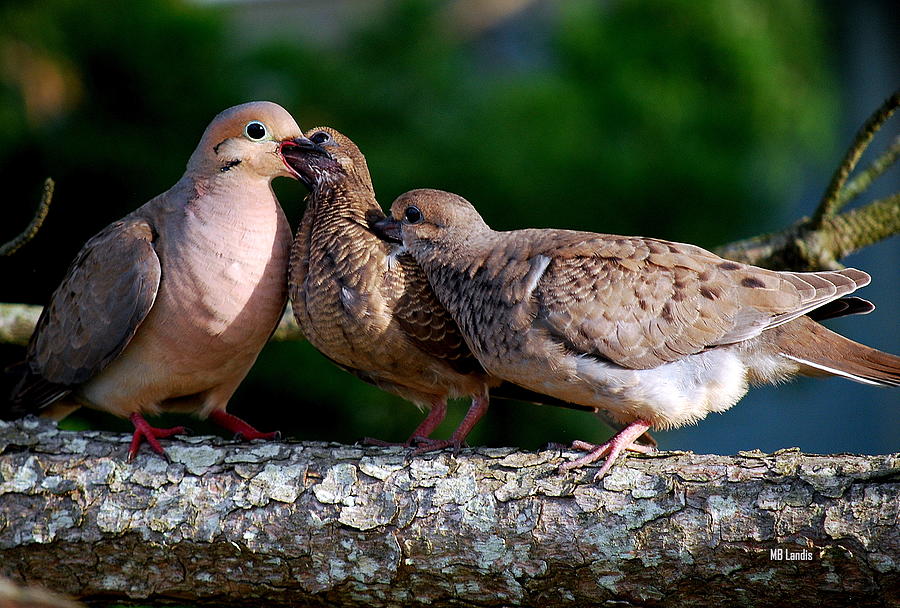 Feeding Twin Mourning Doves Photograph by Mary Beth Landis