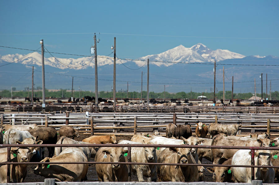 Animal Photograph - Feedlot Cattle by Jim West