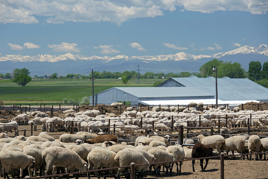 Animal Photograph - Feedlot Sheep by Jim West