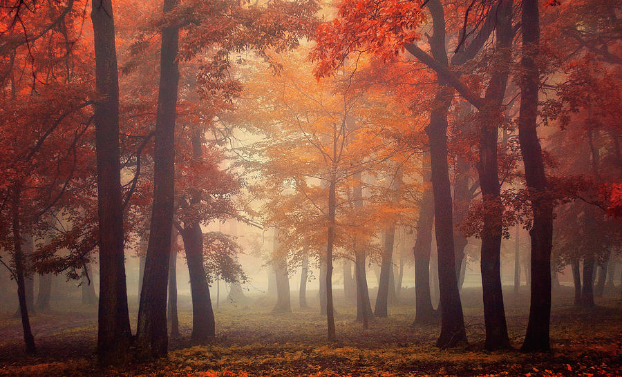 Fall Photograph - Feel by Ildiko Neer