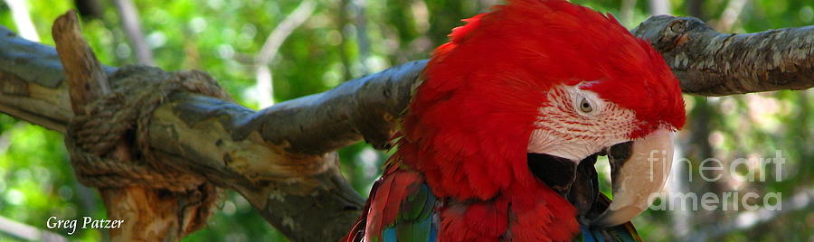 Bird Photograph - Feeling a little red by Greg Patzer