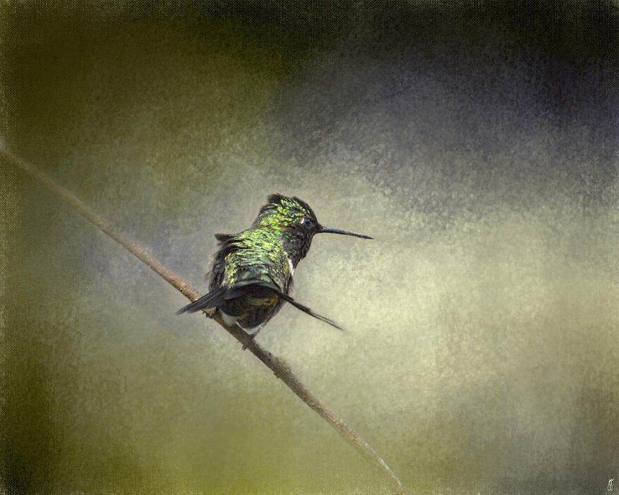 Feeling Frisky - Wildlife - Hummingbird Photograph by Jai Johnson