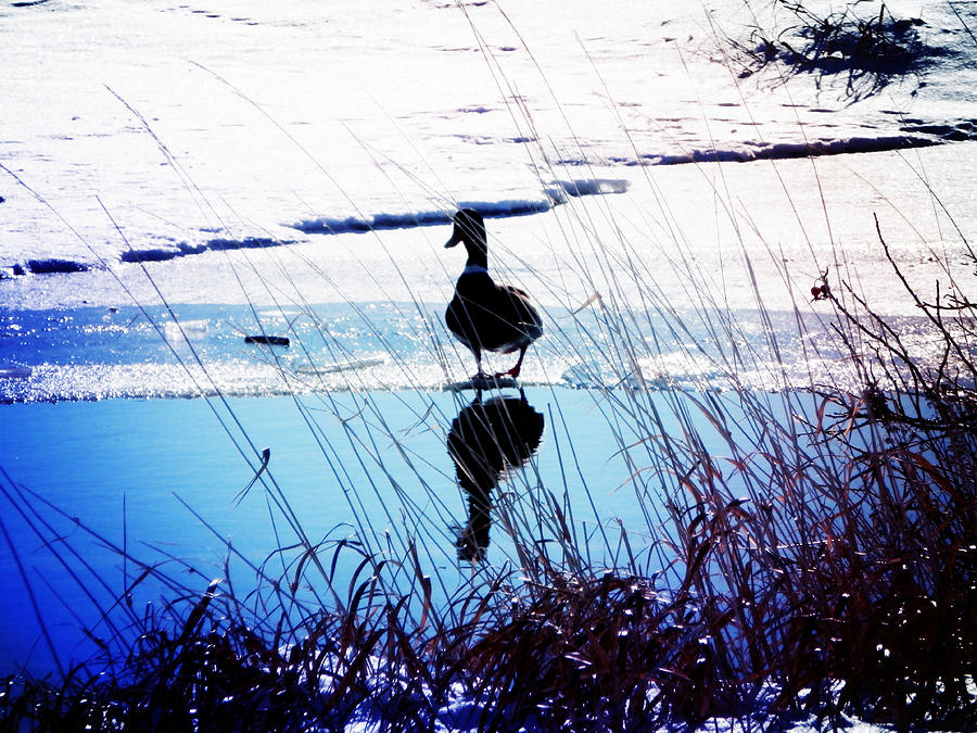 Duck Photograph - Feeling Pretty by Zinvolle Art