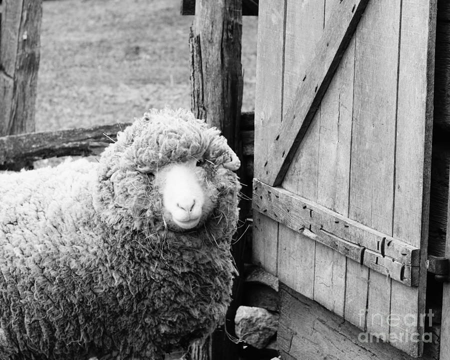 Feeling Sheepish II Photograph