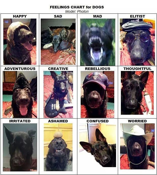 Dog Emotions Chart