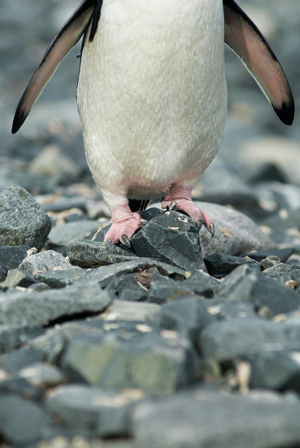 Feet Of An Adelie Penguin Pygoscelis Photograph by Thomas  