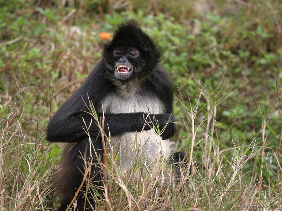 Feisty Monkey Photograph by Anthony Jones