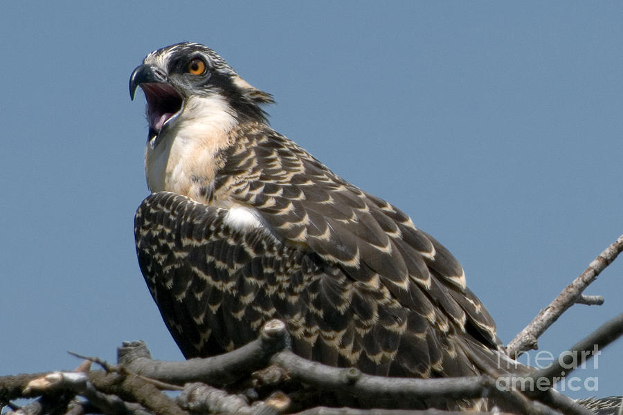 Parent Photograph - Feisty Osprey Chick Calls by Lauren Brice Parent Photograph - Feisty Osprey Chick Calls by Lauren Brice
