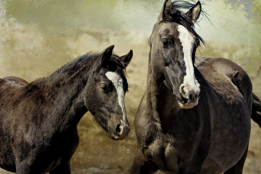 Feldspar and Ohanzee  - Pryor Mustangs Photograph by Belinda Greb