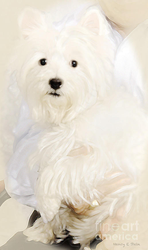Dog Photograph - Felicity by Nancy Stein