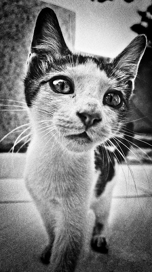 Feline Curiosity Photograph by Meirion Matthias