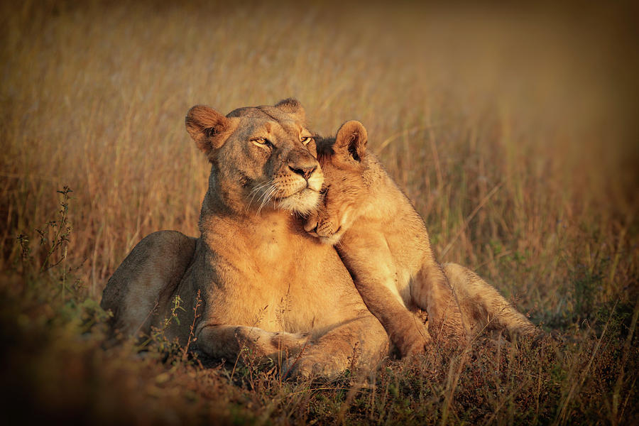 Lion Photograph - Feline Family by Jaco Marx