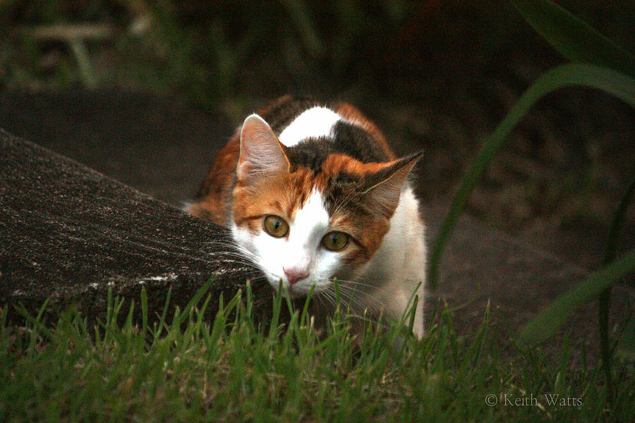 Feline Photograph by Keith Watts - Fine Art America