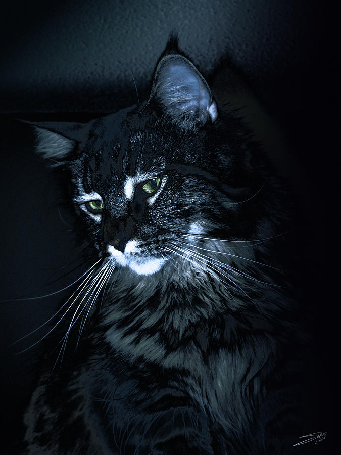Feline Night Watch Photograph by M Spadecaller