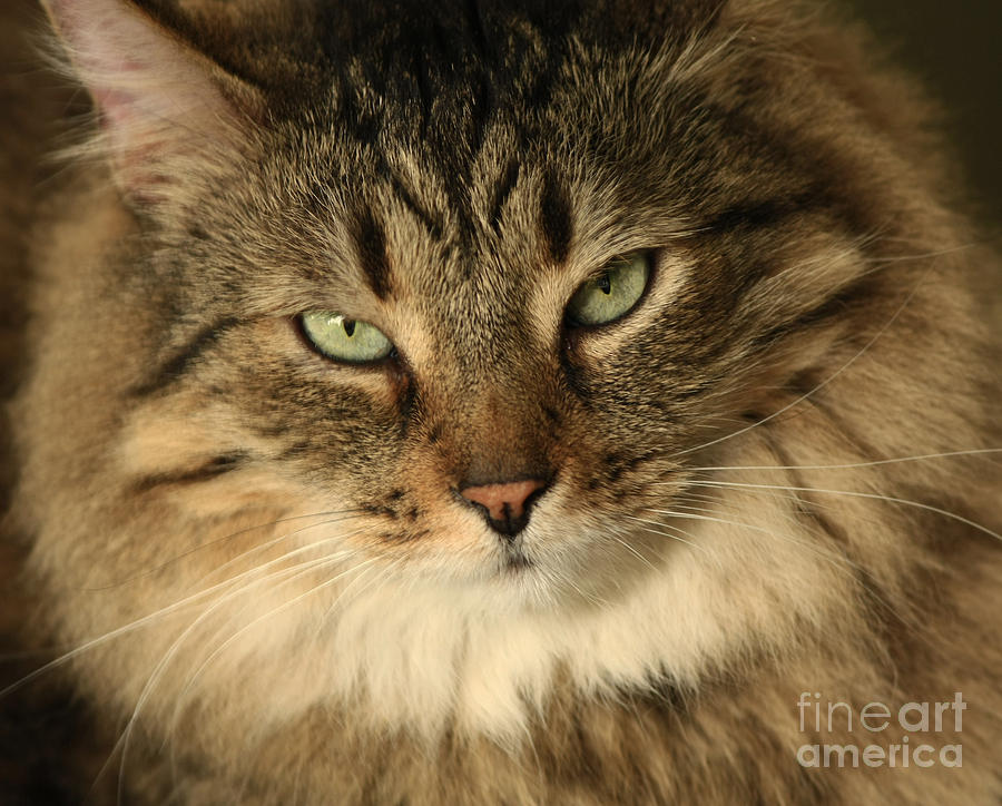 Animal Photograph - Feline Pleasures by Inspired Nature Photography Fine Art Photography