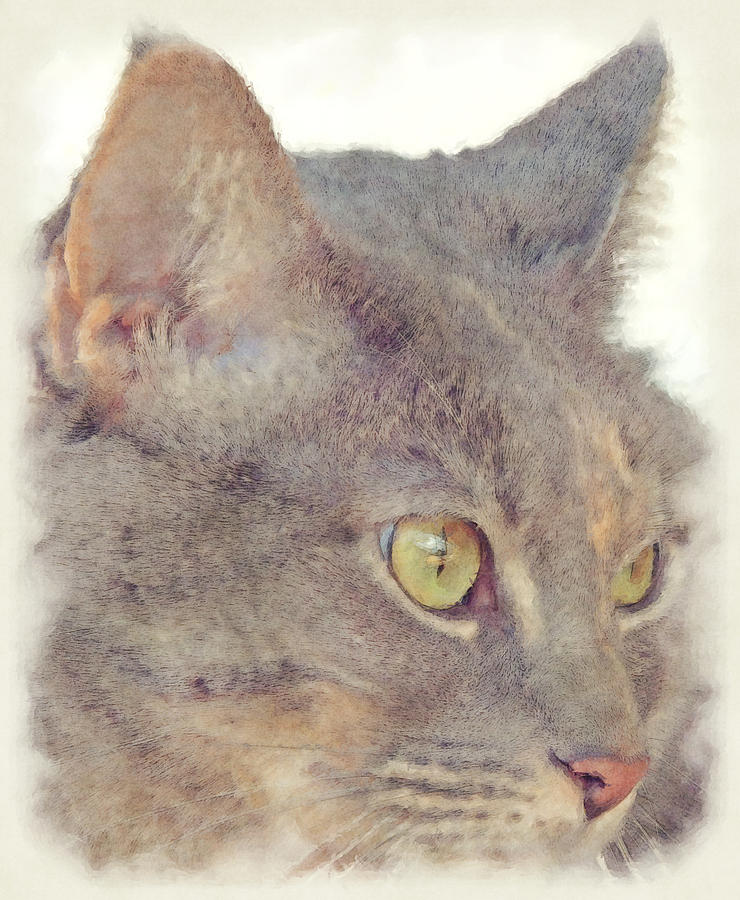Feline Portrait Photograph by David G Paul