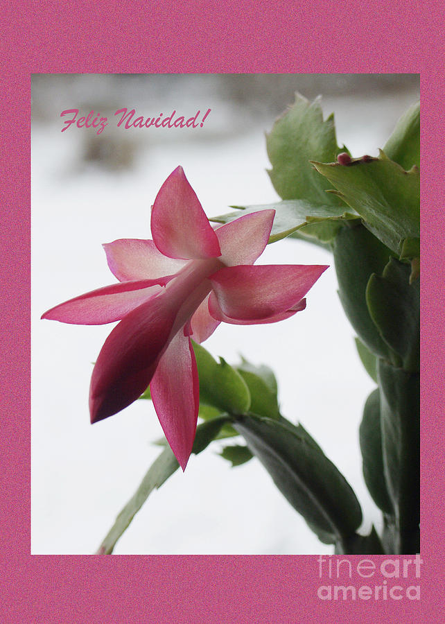 dancing christmas cactus feliz navidad