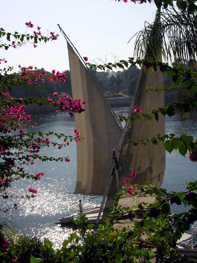 Feluccas on the Nile - Egypt Photograph by Jacqueline M Lewis