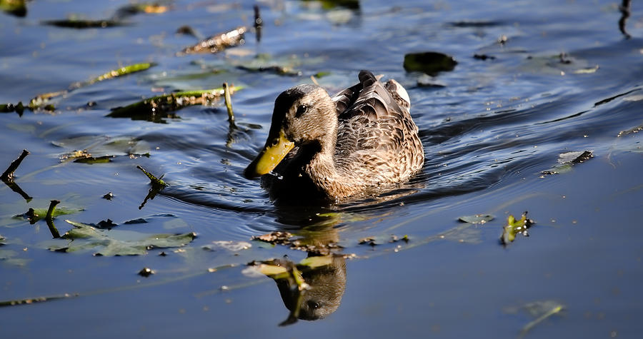 Nature Photograph - Femail Duck- Female Mallard Swimming by Leif Sohlman