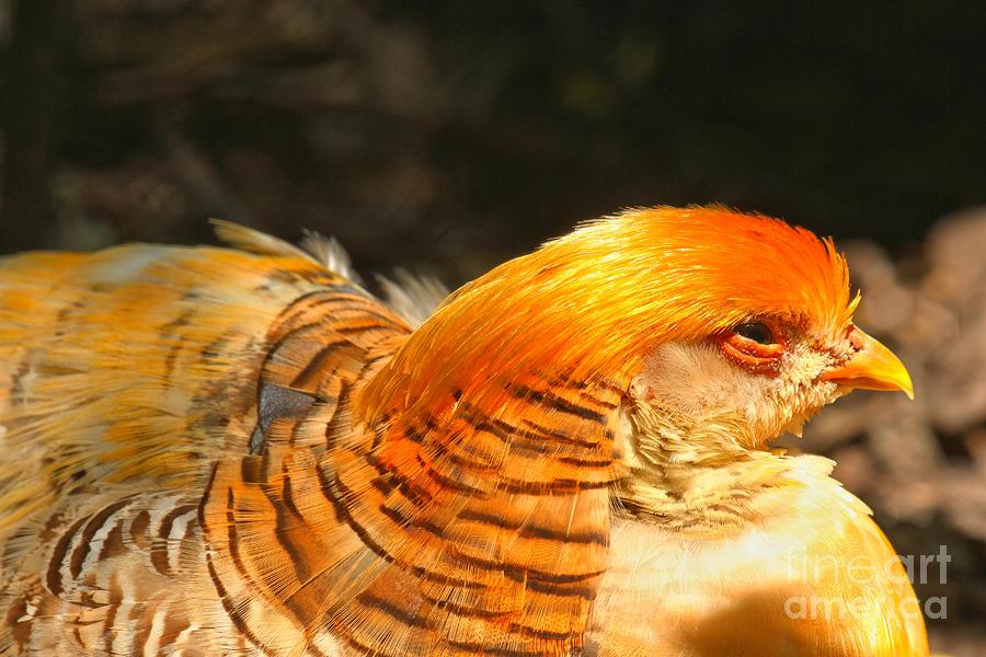 Female Golden Pheasant Photograph by Adam Jewell
