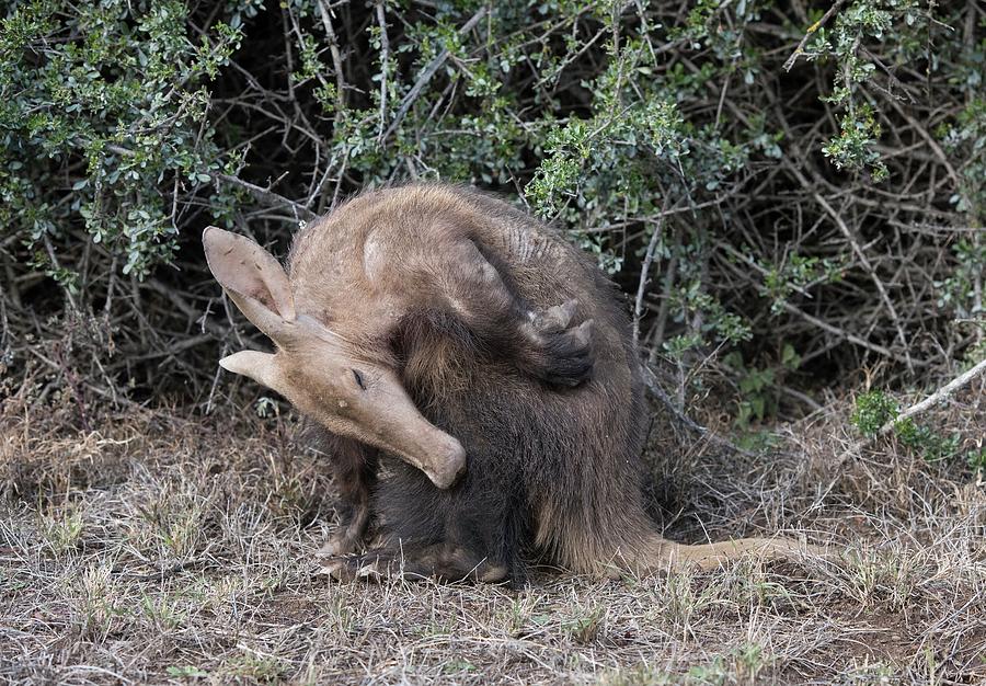 Nature Photograph - Female Aardvark Grooming by Tony Camacho/science Photo Library