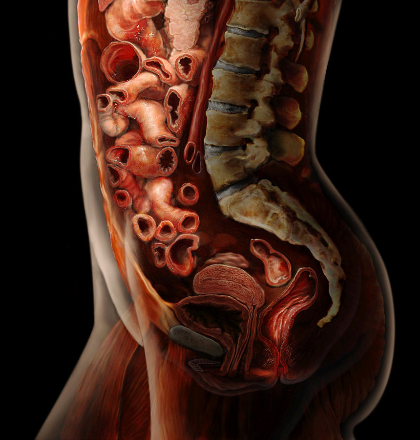 Female Abdomen Photograph by Anatomical Travelogue