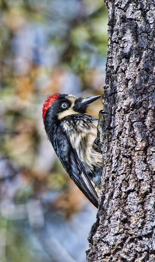Female Acorn Woodpecker - Phone Case Design Photograph by Gregory Scott