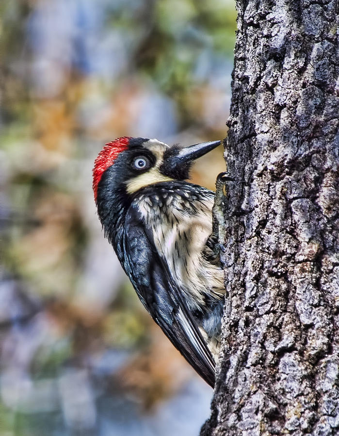 Female Acorn Woodpecker Portrait Photograph by Gregory Scott