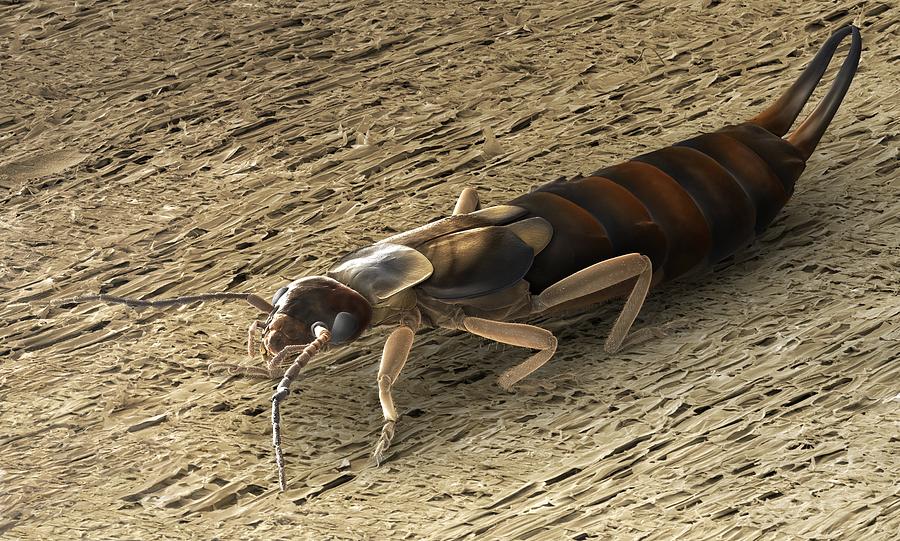 Female Adult Earwig, Sem Photograph by Power And Syred