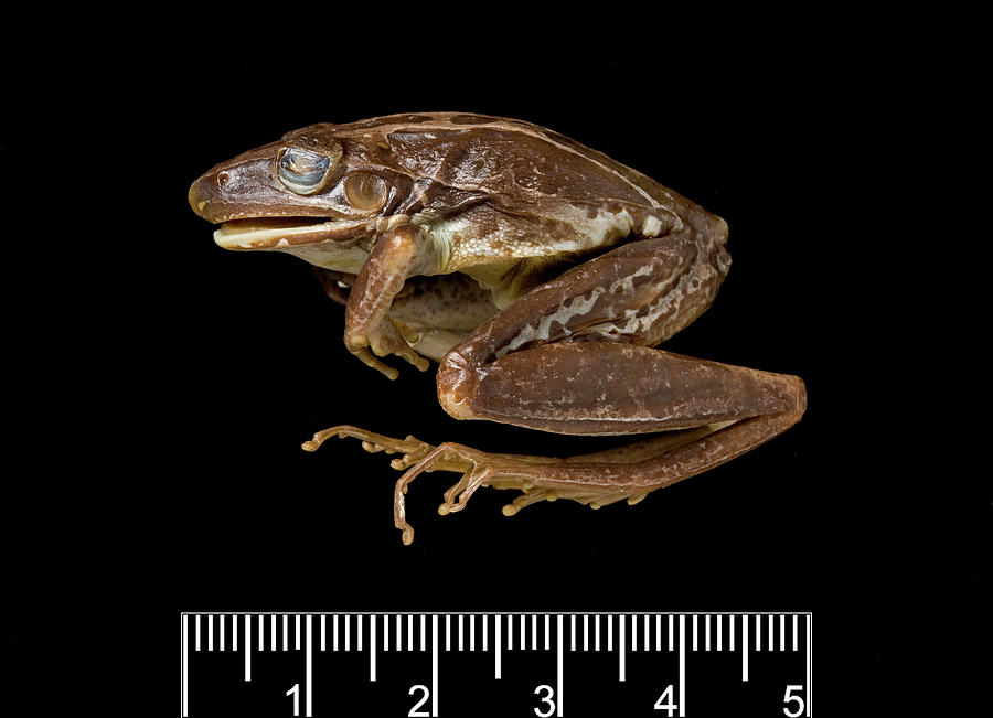 Female Adult Rocket Frog Specimen Photograph by Natural History Museum, London/science Photo Library