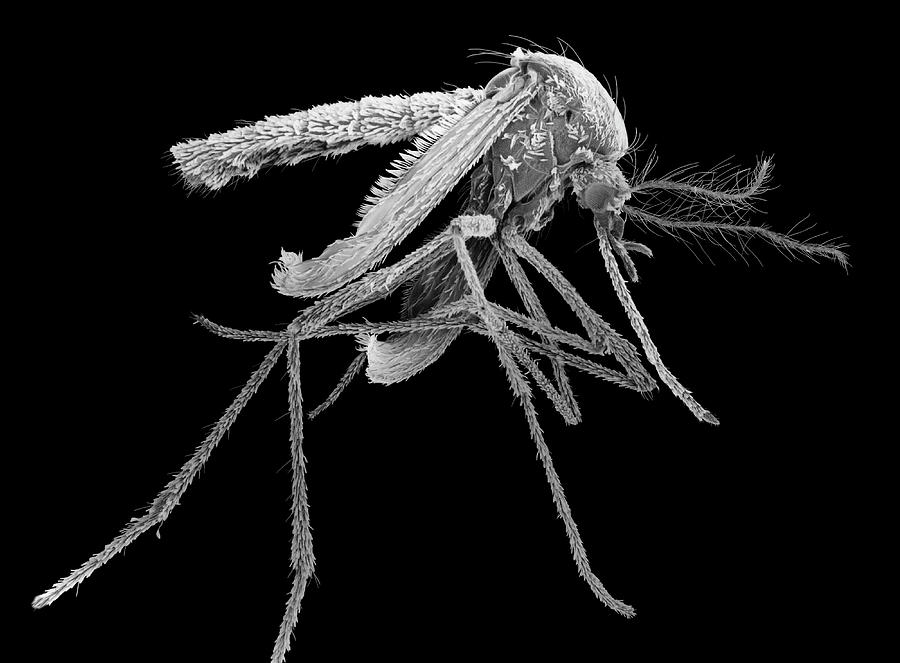 Female Aedes Aegypti Mosquito Photograph By Dennis Kunkel Microscopyscience Photo Library 9936