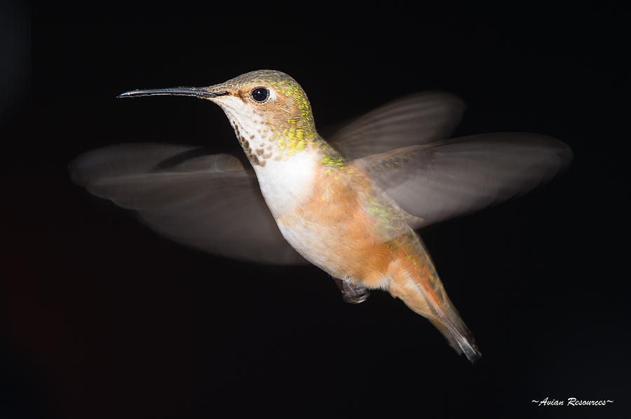 Female Allens Hummingbird Photograph by Avian Resources