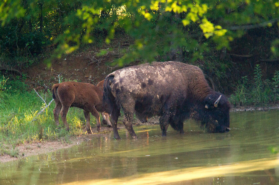 Buffalo Photograph - Female American Buffalo and Calf at Waterhole by Douglas Barnett