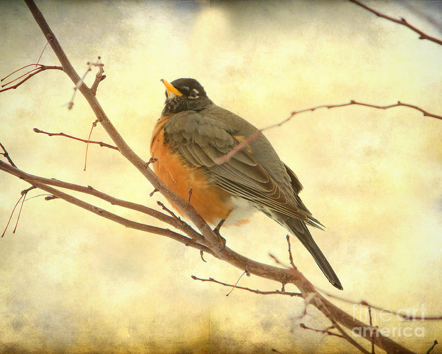 Female American Robin Photograph by James BO Insogna