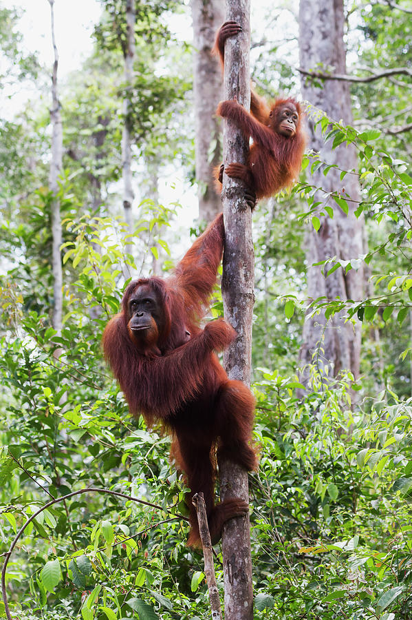 Female And Juvenile Bornean Orangutan Photograph by Peter Langer / Design Pics
