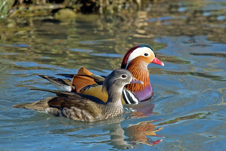 Female And Male Mandarin Ducks Photograph by John Devries/science Photo Library