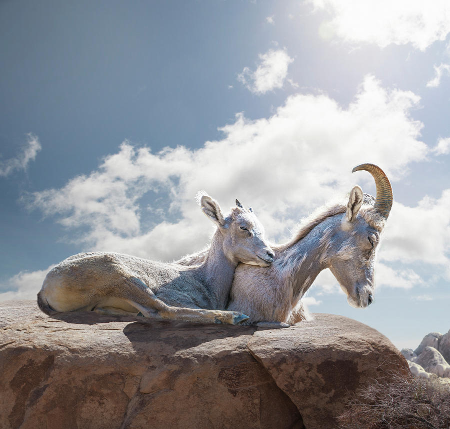 Female And Young Bighorn Sheep, Blue Sky Photograph by Ed Freeman