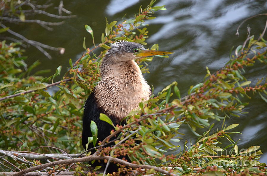 Female Anhinga Photograph by Kathy Gibbons - Fine Art America