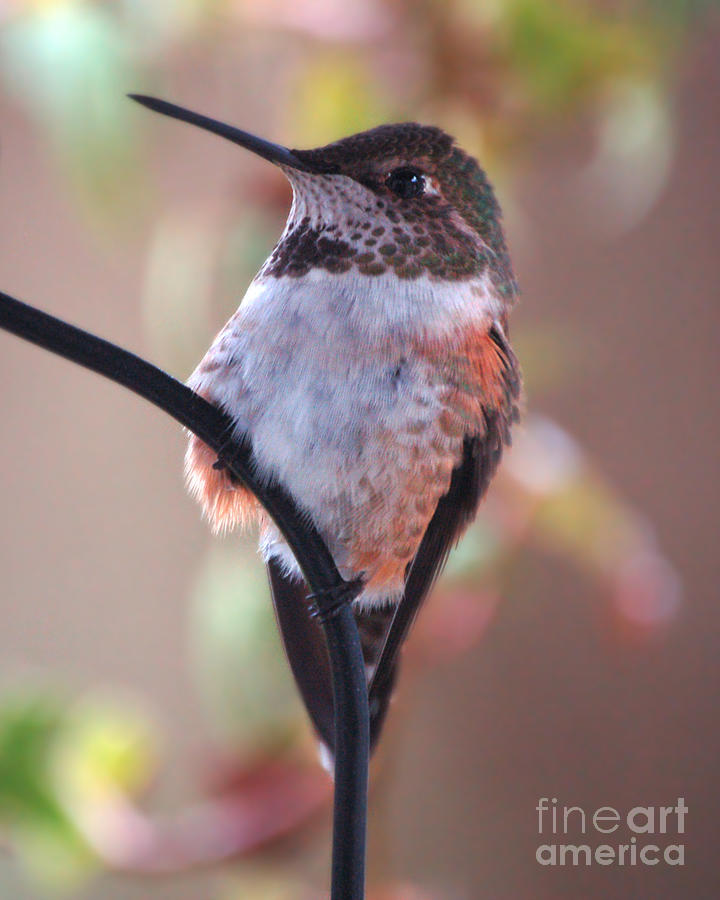 Female Anna Hummer Photograph by Chuck Flewelling