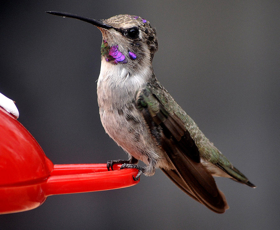 Female Annas Hummingbird On Perch Posing For Her Supper Photograph by Jay Milo