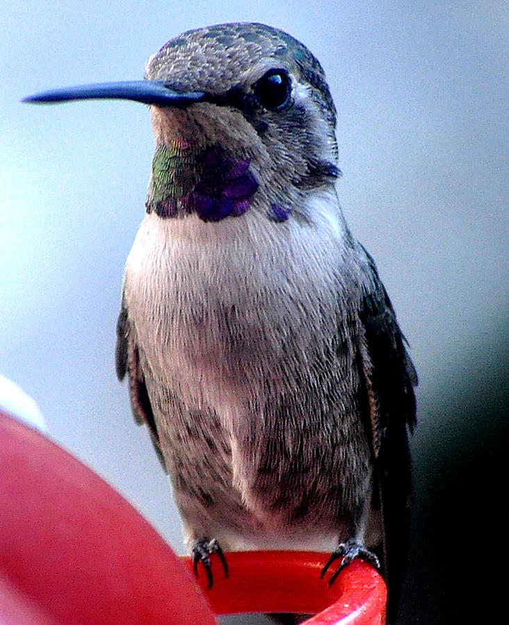 Female Anna With Purple Blue Throat Photograph by Jay Milo