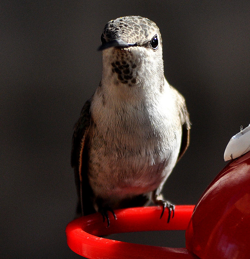Female Anna Hummingbird #2 Photograph by Jay Milo