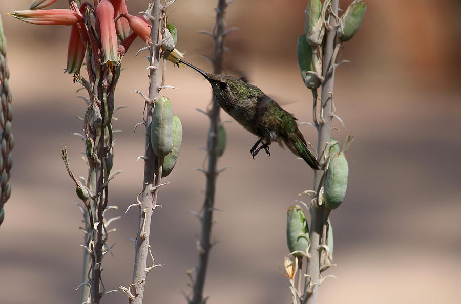 Hummingbird Photograph - Female Annas Hummingbird by Christiane Schulze Art And Photography