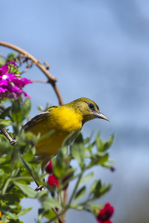 Female Baltimore Oriole In A Flower Basket Photograph by Christina Rollo