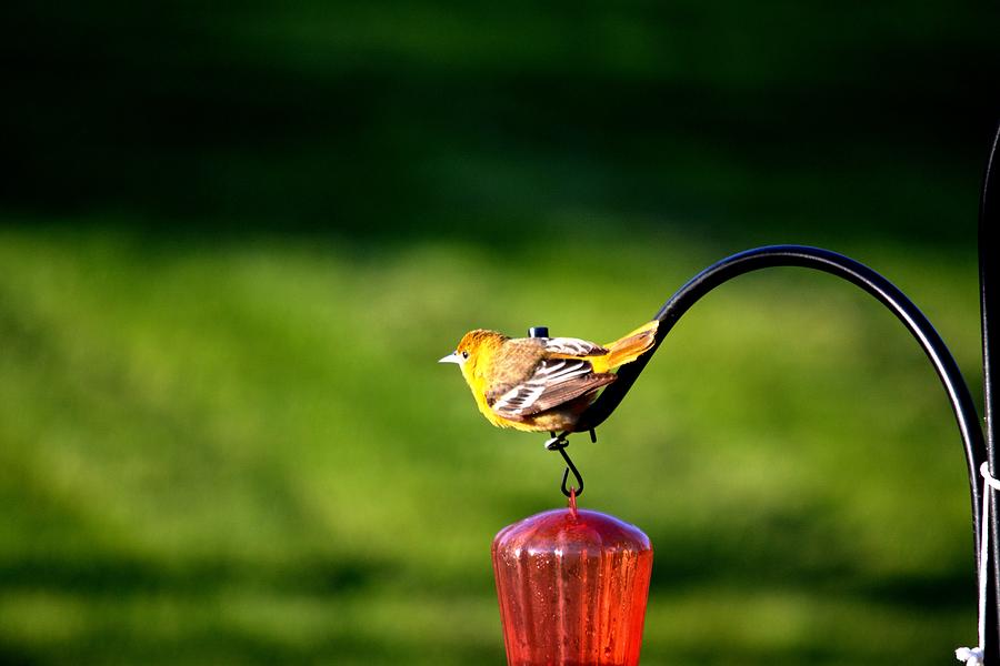 Female Baltimore Oriole Photograph by Karen Majkrzak - Fine Art America